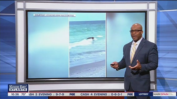 Bear takes a trip to the beach