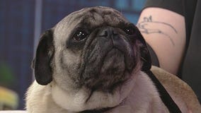 Meet Abby Rose: Our Pet of the Day