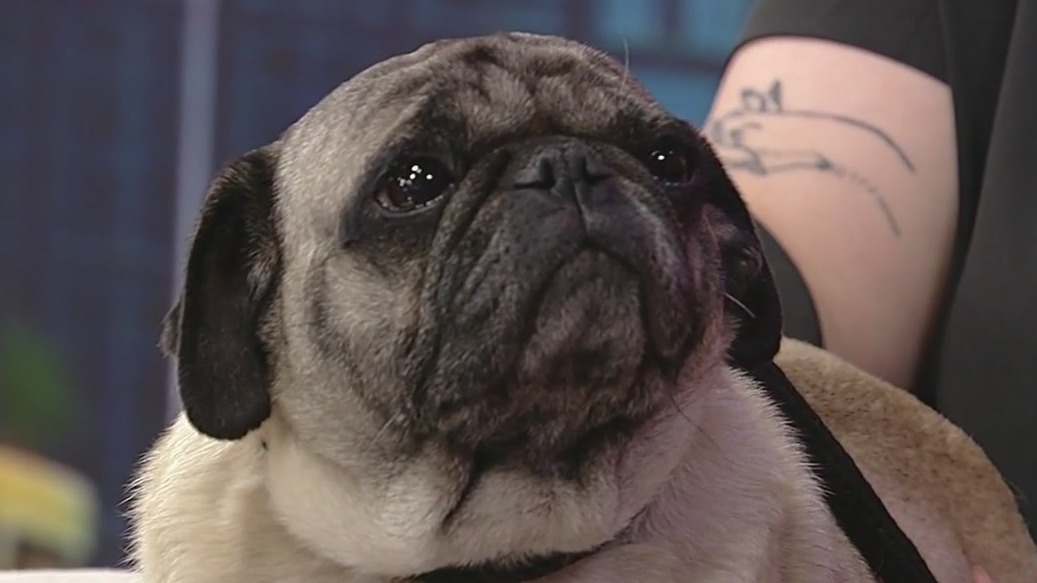 Meet Abby Rose: Our Pet of the Day