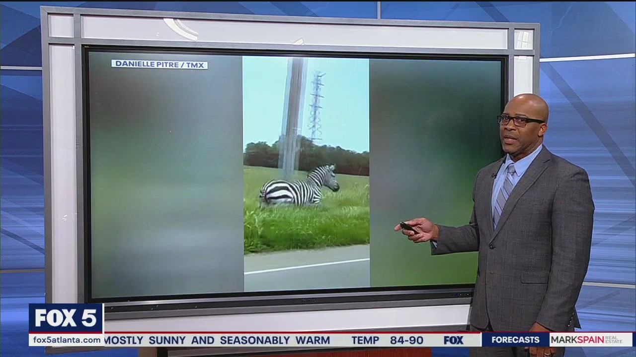 Pet zebra goes on the run in Tennessee