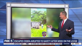 Escaped zebra airlifted to safety