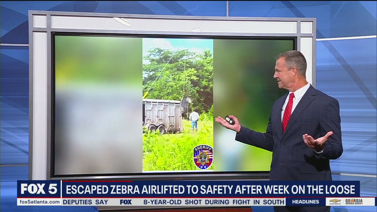 Escaped zebra airlifted to safety