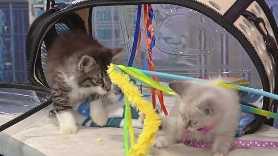 Meet Brandee and Byron: Our Pets of the Day