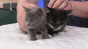 Meet Fiat and Dodge: Our Pets of the Day