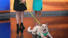 Meet Levi: Our Pet of the Day