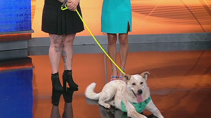 Meet Levi: Our Pet of the Day