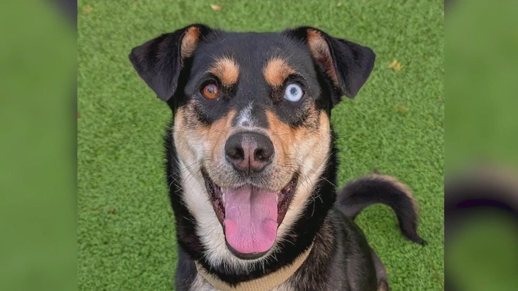 Meet Stella, Prince, and Stormi: Our Pets of the Day