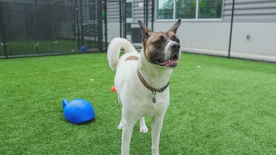 Meet Athena: Our Pet of the Day