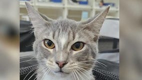 Meet Elijah: Our Pet of the Day