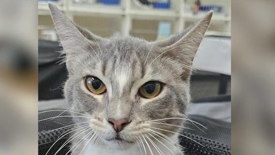 Meet Elijah: Our Pet of the Day