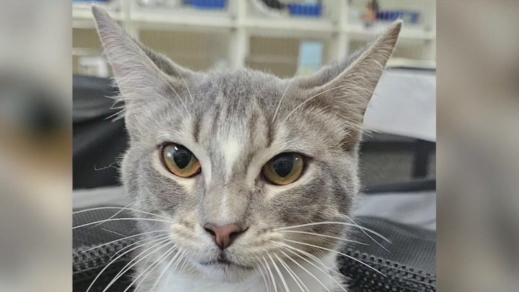 Meet Elijah: Our Pet of the Day