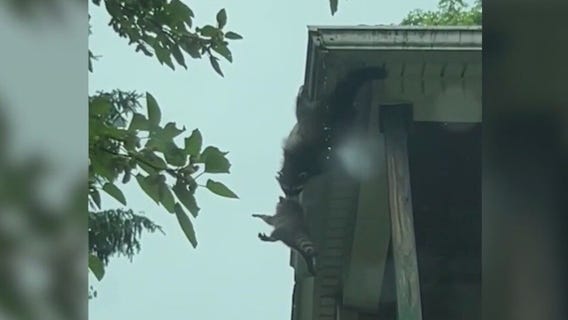 Mama raccoon saves baby from falling