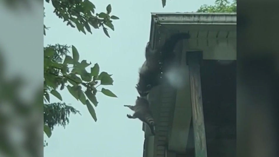 Mama raccoon saves baby from falling