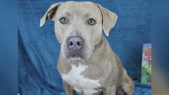 Meet Violet: Our Pet of the Day