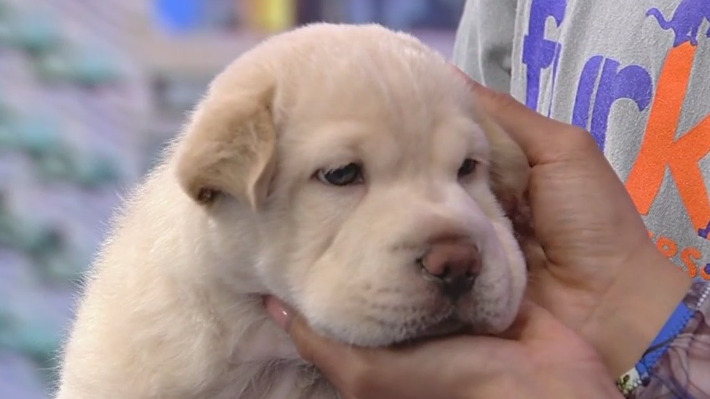 Meet Scorpio: Our Pet of the Day