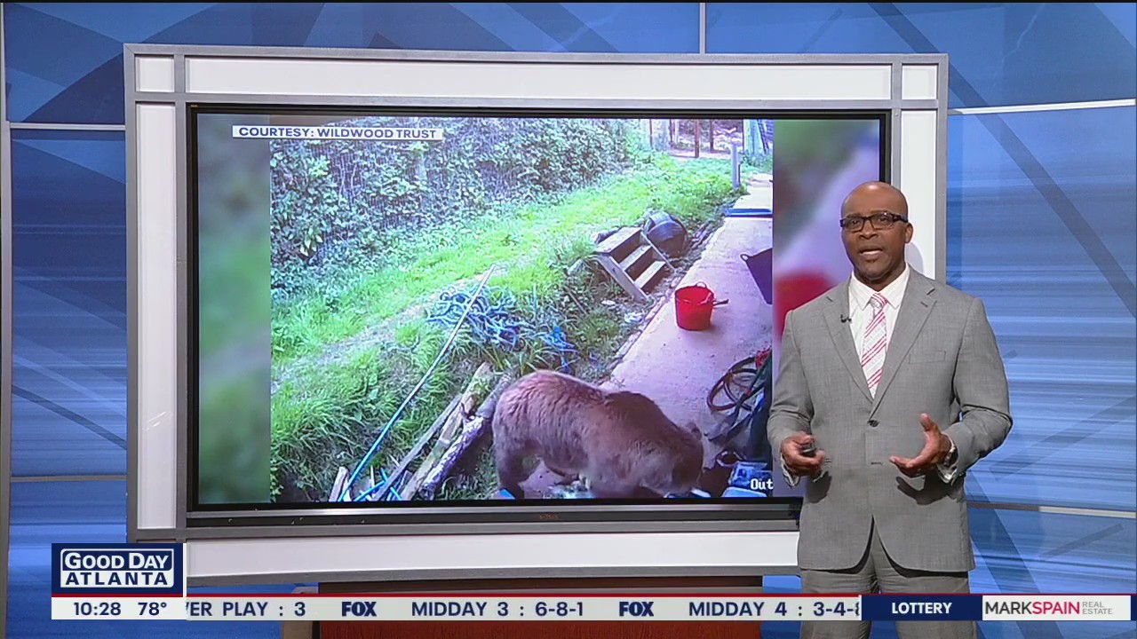 Bears escape from United Kingdom wilderness park