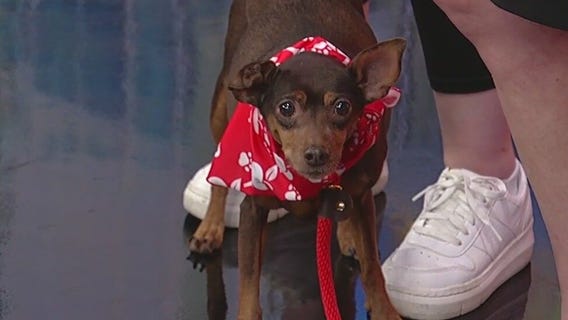 Meet Coco: Our Pet of the Day