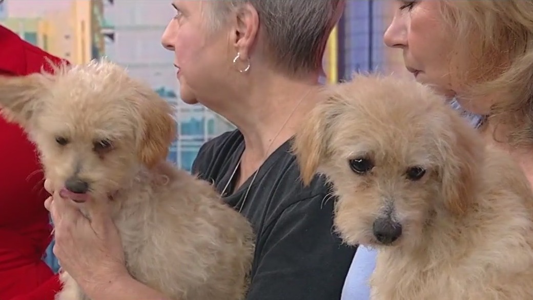 Meet Neva and Wynne: Our Pets of the Day