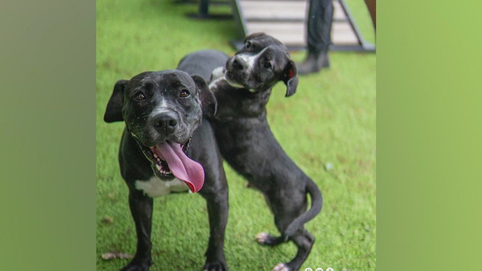 Meet Ma, Beach Ball, Clementine, and Stella: Our Pets of the Day