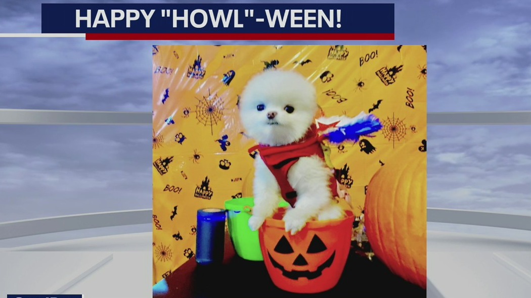 Dog with 30K Instagram followers