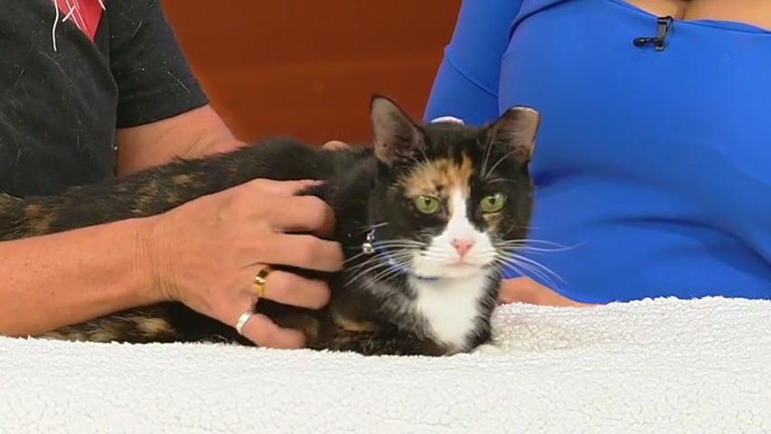 Meet Kristi: Our Pet of the Day
