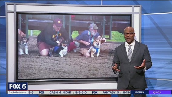 Corgis compete in race in Minnesota