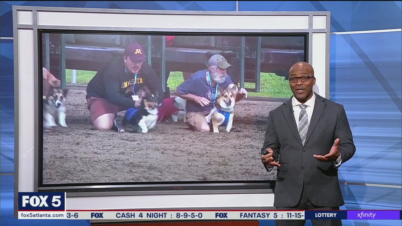 Corgis compete in race in Minnesota