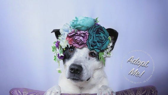 Meet Sweetie: Our Pet of the Day