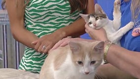 Meet Willy and Bowie: Our Pets of the Day