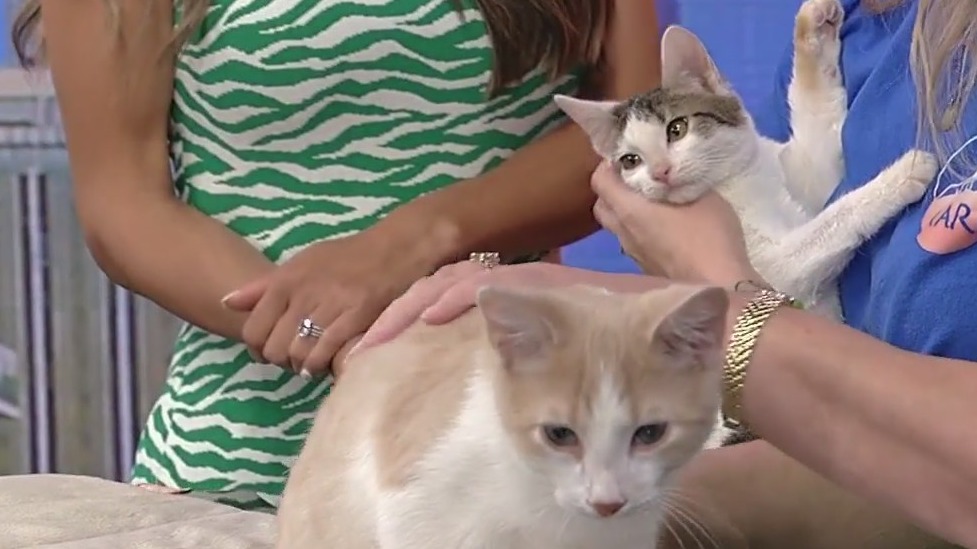 Meet Willy and Bowie: Our Pets of the Day