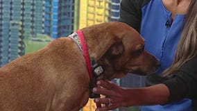Meet Buttercup, Good Day's Pet of the Day