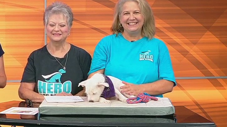 Meet Thyme: Our Pet of the Day