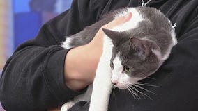 Meet Fudge Nut -- Pet of the Day