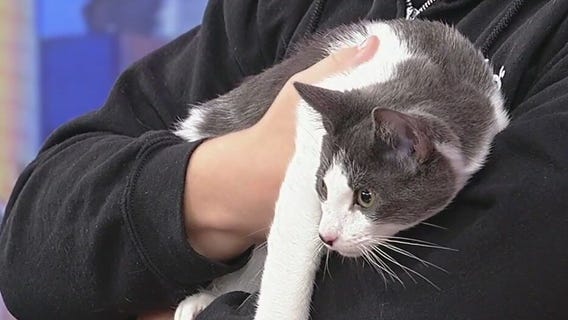 Meet Fudge Nut -- Pet of the Day