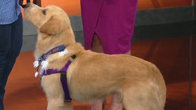 Meet Sunny Blue, Pet of the Day