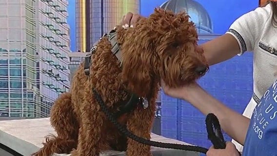 Pet of the Day: Ralph