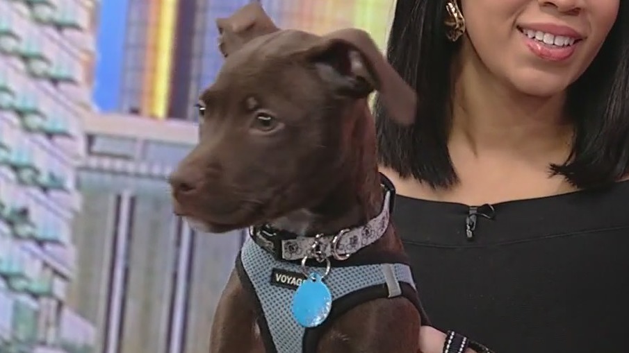 Meet Pam: Good Day Atlanta's pet of the day