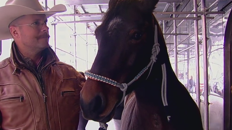 Wild horse outside FOX 5 studios