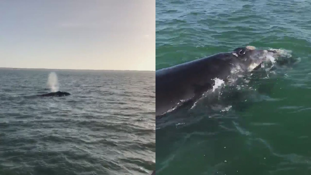 Endangered right whale spotted off Florida | FOX 13 Tampa Bay