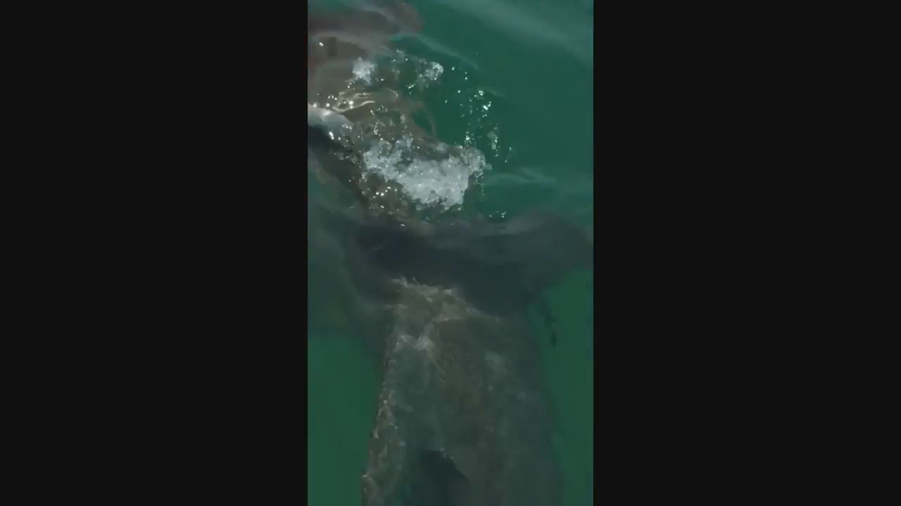 Hammerhead shark spotted near Anna Maria Island | FOX 13 Tampa Bay