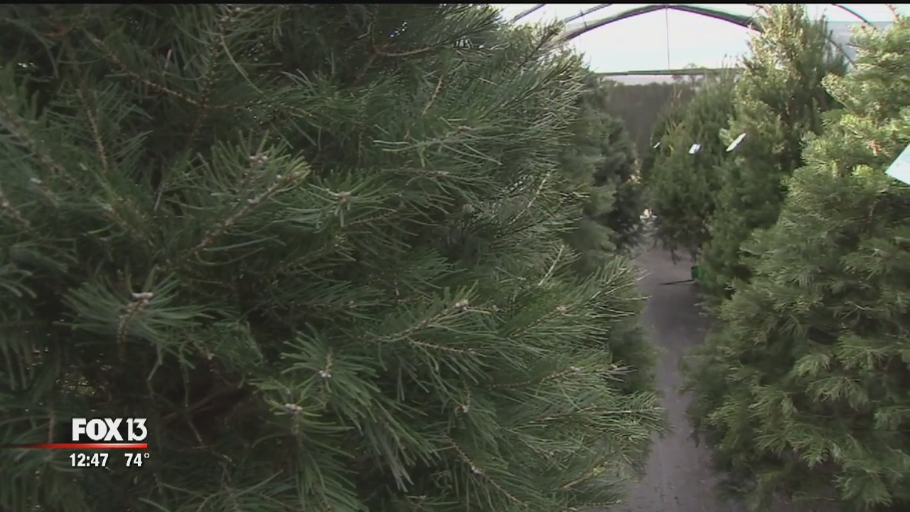 Ergle Christmas Tree Farm | FOX 13 Tampa Bay