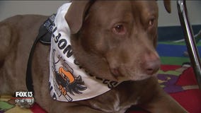 Hometown Hero: 'Odd Job' the therapy dog