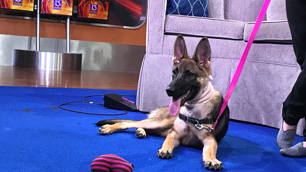 Hometown Hero: Humane Society helps Kiwi