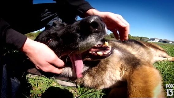 From 2014: Mulberry man reunited with military K-9