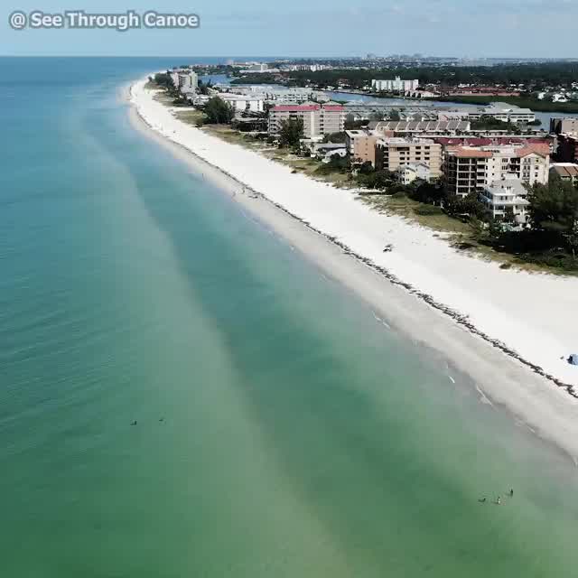 Boo the manatee scares swimmers