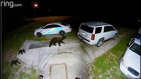 Look out: Bear family spotted in Avon Park