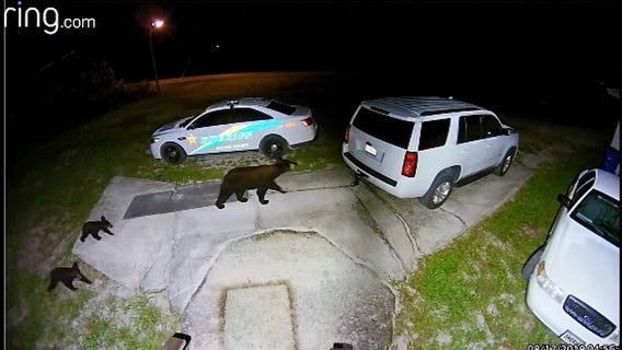 Look out: Bear family spotted in Avon Park