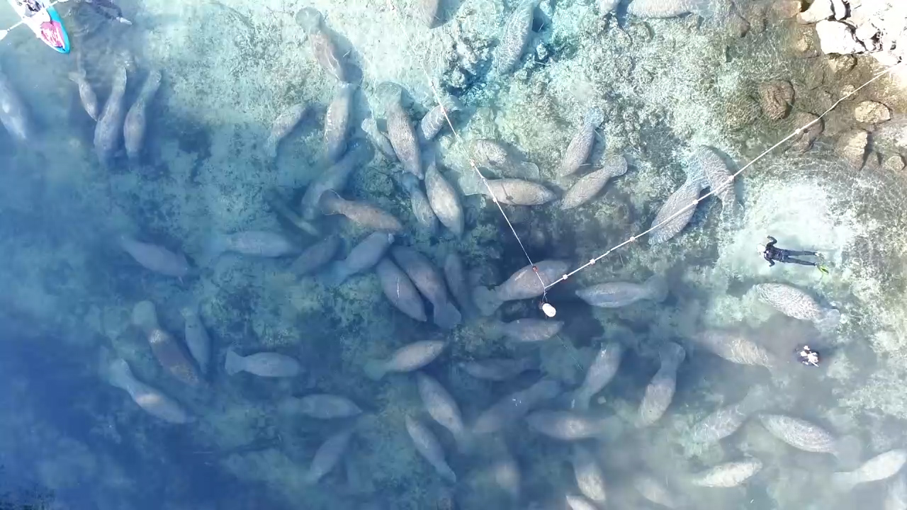 Manatee Awareness Month: Be on the lookout