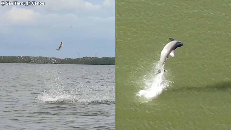 Dolphins practice fish-flips, high jumps