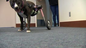 Forced into partial paralysis, Justice thrives as therapy dog
